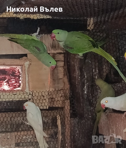 Млади мъжки и женски Александри