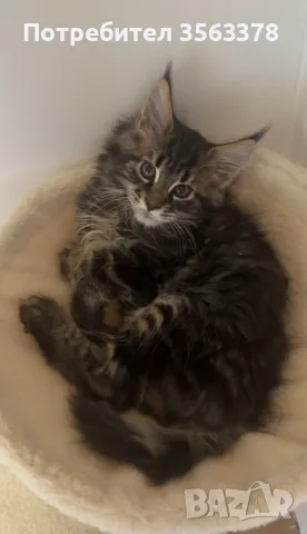 Maine coon чистокръвни, снимка 2 - Мейн кун - 56132815