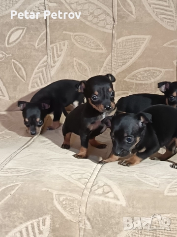 Пинчер мини , снимка 4 - Пинчер - 52934252