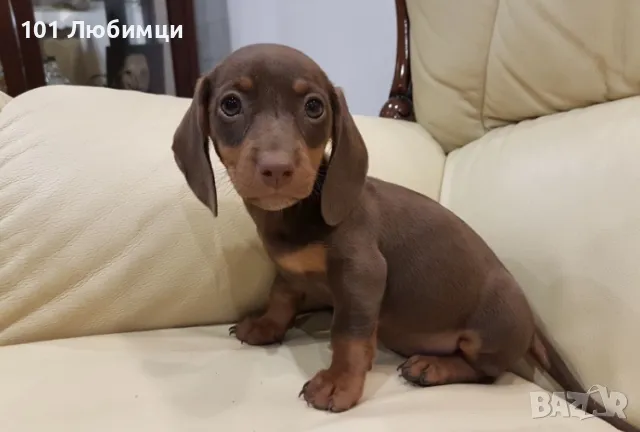 Шоко Дакели , снимка 4 - Дакели - 47450586