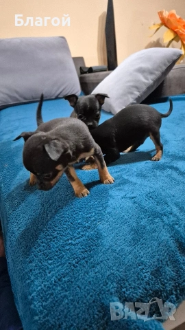 Мини Пинчери, снимка 6 - Пинчер - 53685177