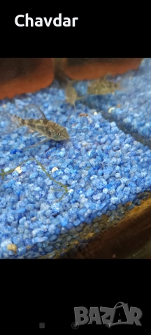 Коридорас палеатус , снимка 3 - Рибки - 53305675