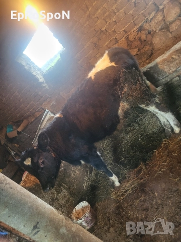 продава се посоченото теле тел за вързка +359876954010, снимка 3 - Крави - 52678958