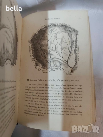 Антикварен медицински атлас по Анатомия (1875 г.) – Dr. Heitzmann, снимка 13 - Антикварни и старинни предмети - 53836569