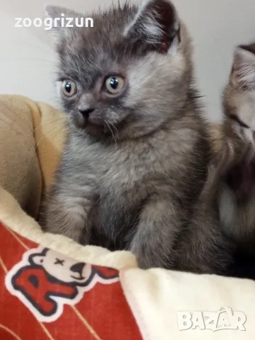 Шотландски клепоухи котенца, снимка 6 - Британска късокосместа - 53632007