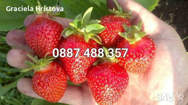 Продавам качествен разсад ягоди тел 0887 488 357 , снимка 9 - Градински цветя и растения - 53465590