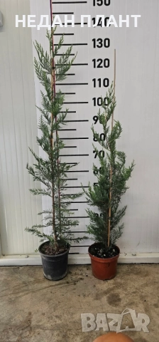 Лейландски кипарис, снимка 2 - Градински цветя и растения - 51662314