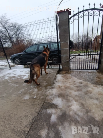 Продавам немска овчарка , снимка 6 - Немска овчарка - 53245024