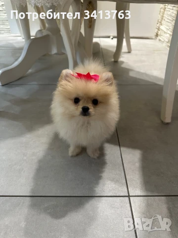 Женско померанче, снимка 1