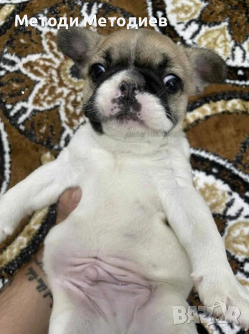 Френски булдог