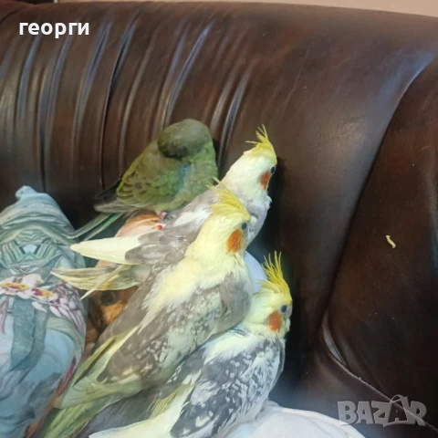 Ръчно хранени корели и пойни папагалчета, снимка 1