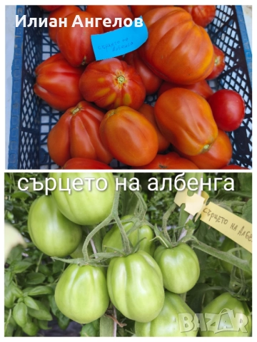 Семена от стари селски сортове домати,краставици и други, снимка 4 - Сортови семена и луковици - 52629365