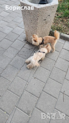 Куче за разплод, снимка 5 - Йоркширски териер - 53728506