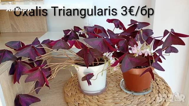 Оксалис Oxalis Triangularis 