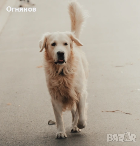 обектив Sony E 55-210 mm f/4.5-6.3 OSS, снимка 10 - Обективи и филтри - 53815585