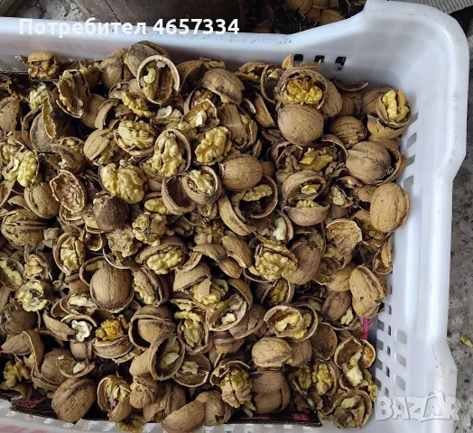 градинска орехова ядка, снимка 2 - Домашни продукти - 56124962