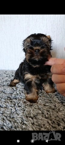 Мини Йоркширски териер момче , снимка 5 - Йоркширски териер - 53622125