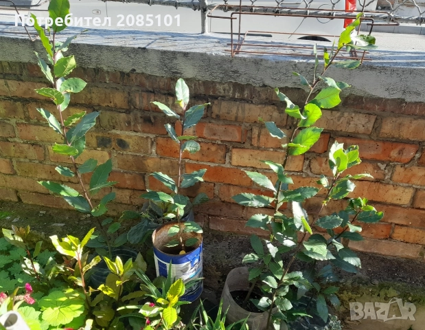 Дафинов лист в саксия, снимка 3 - Градински цветя и растения - 49993155