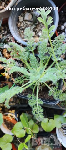 pelargonium appendiculatum, снимка 3 - Стайни растения - 42518132