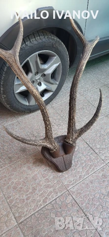 Рога големи от елен трофей  , снимка 6 - Колекции - 51047090