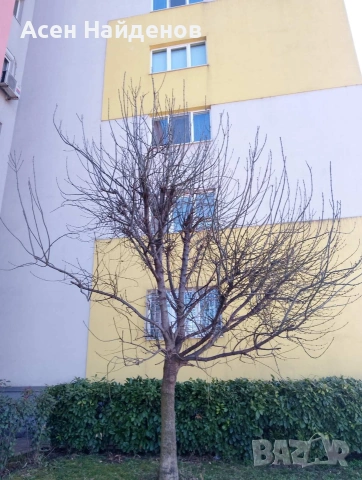 почистване на дворове рязане на опасни дървета , снимка 3 - Други услуги - 53812345