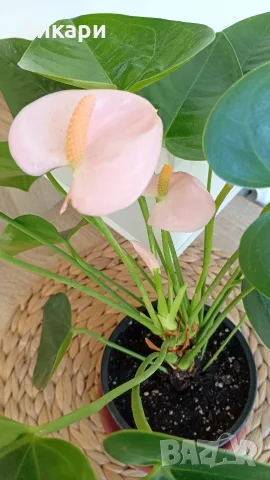 Антуриум с цвят /Anthurium/, снимка 5 - Стайни растения - 56308000
