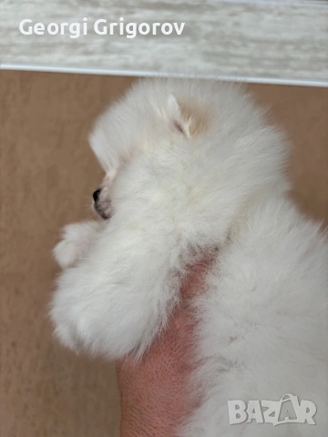 Момиче, снимка 2 - Померан - 53555954