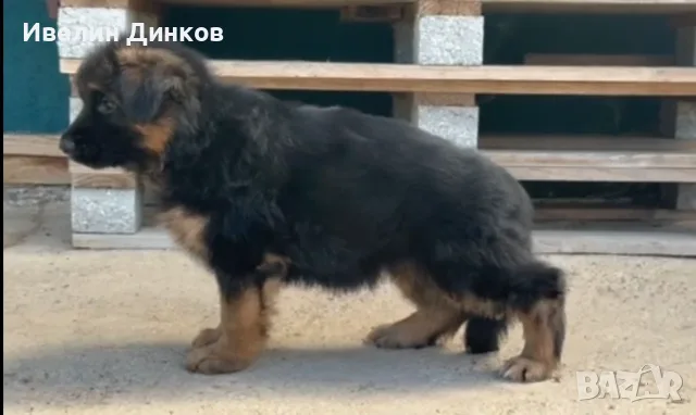 Немска овчарка с дълъг косъм и родословие 