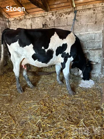 Продавам Крава за Клане