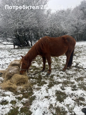 Кобили, снимка 2 - Коне - 53445860