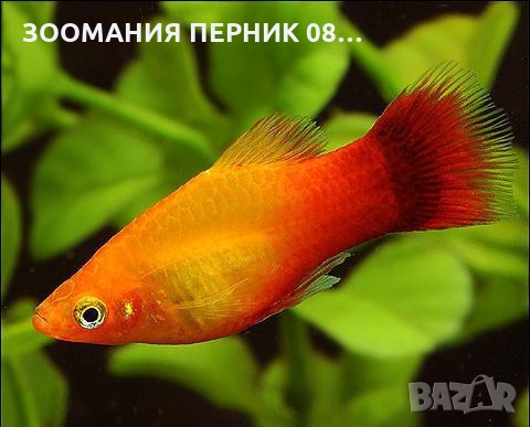 Декоративни рибки - Риби Хелер - ЛИЧНО ПЕРНИК, снимка 2 - Рибки - 36062576