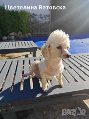 Продавам 3 мини пуделчета – момичета, 8 месеца , снимка 5 - Пудели - 52634858