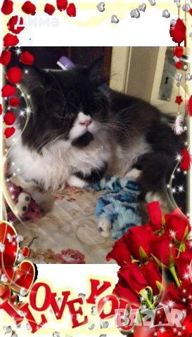 Ваксинирани персийски дългокосместа многоцветни принцове,с ЕС паспорт,микрочип домашни любимци!, снимка 9 - Чинчили - 42172746