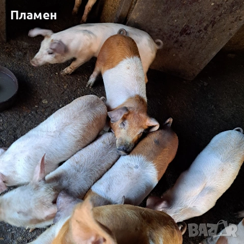 малки праснца, снимка 3 - Прасета - 53746924