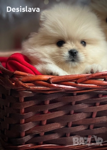 Мини померан , снимка 2 - Померан - 52874570