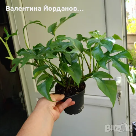 монстера големи растения , снимка 3 - Стайни растения - 56140298