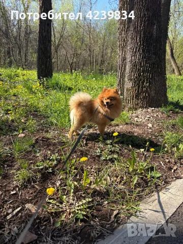 Мъжки шпиц за разплод , снимка 1