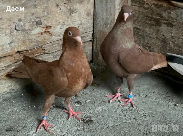 Поморийски Ролер и Мардини, снимка 3 - Гълъби - 56300271