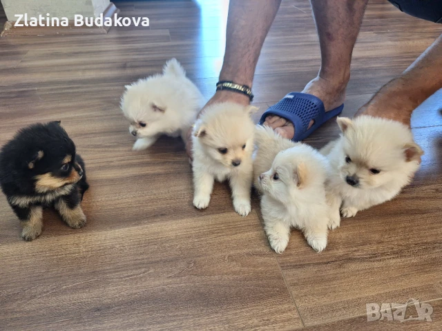 Кученца, снимка 1