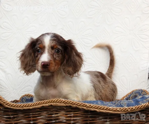 Дългокосмести Дакели , снимка 4 - Дакели - 49009082