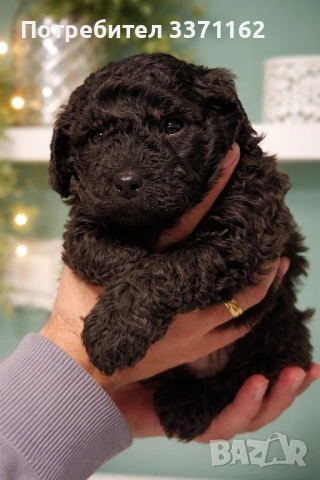  момченце пудел toy