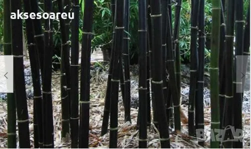 100 нови висококачествени семена Студоустойчив черен бамбук от САЩ за Декорация на дома и Градината , снимка 13 - Сортови семена и луковици - 49728001