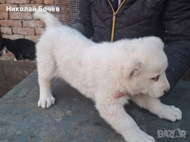 АЛАБАЙ, снимка 9 - Алабай - 53395565