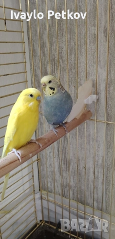 Вълнисти папагали