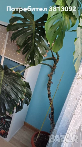 Монстера делициоза (Monstera deliciosa) , снимка 3 - Стайни растения - 51305468