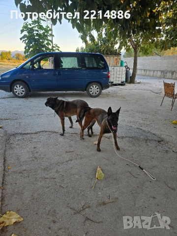 Белгийски овчарки-Малиноа , снимка 4 - Белгийска овчарка - 52960410