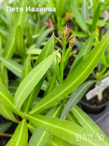 Олеандър (зокум, лян) , снимка 5 - Градински цветя и растения - 50008789