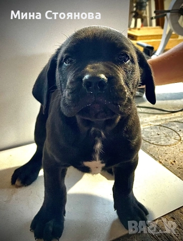 Продавам бебета Кане Корсо , снимка 4 - Кане корсо - 52677252