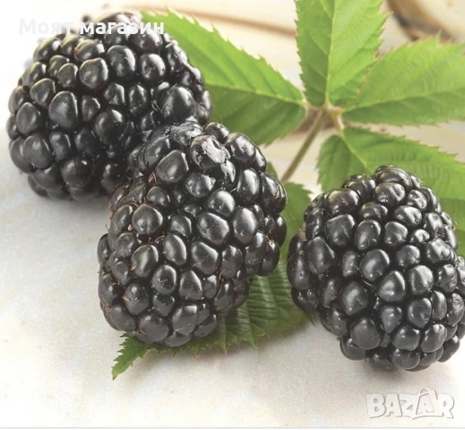 Гигантска Къпина без бодли, снимка 5 - Градински цветя и растения - 53631922