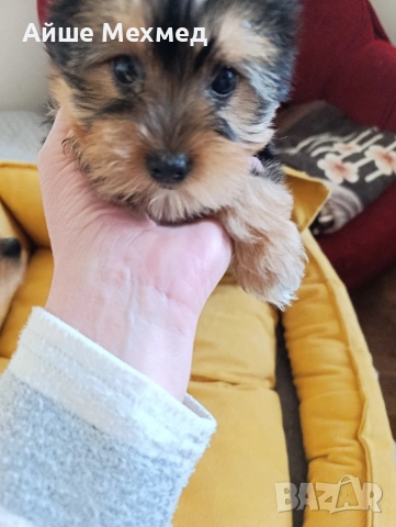 уоркширски териер, снимка 3 - Йоркширски териер - 53634292